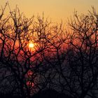 tramonto alberi