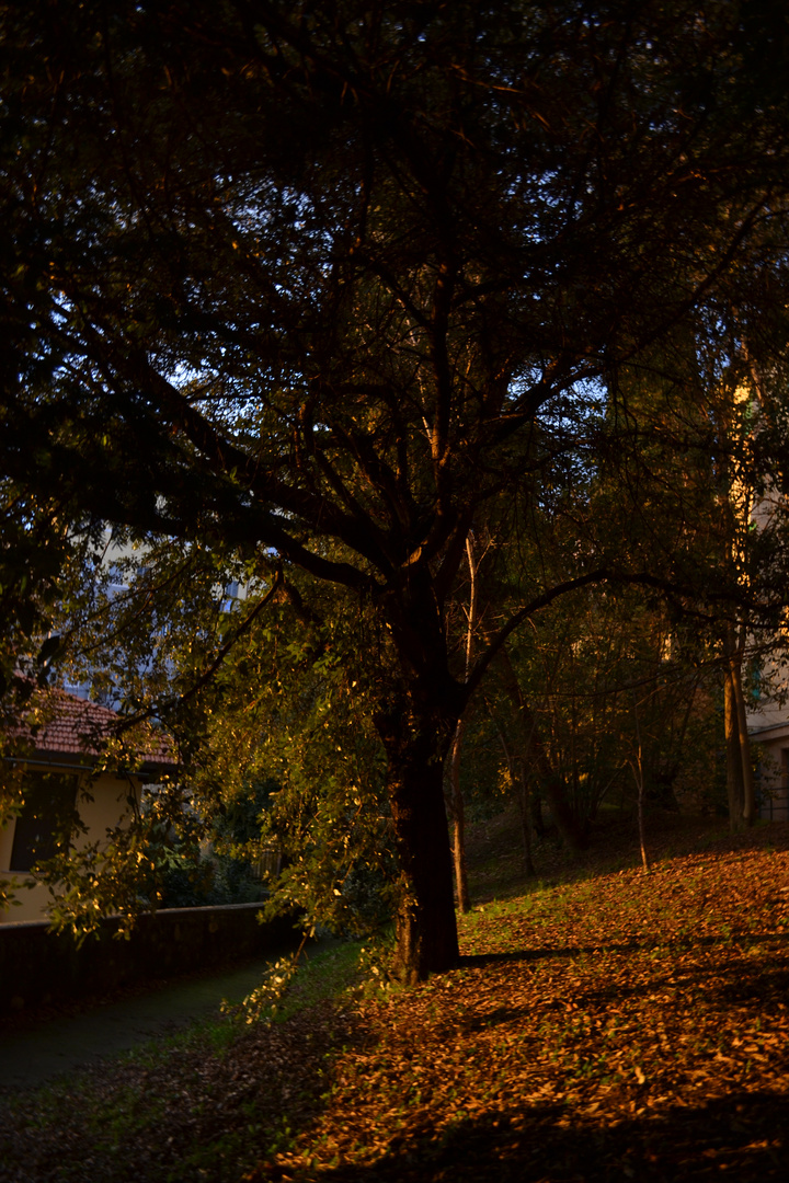 Tramonto con albero