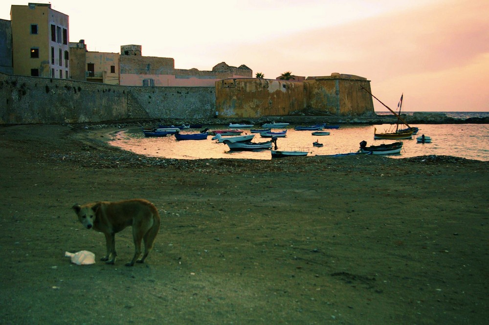 Tramonto con cane senza padrone - Sunset with dog without owner