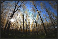 tramonto di inizio primavera in pioppeto con fisheye