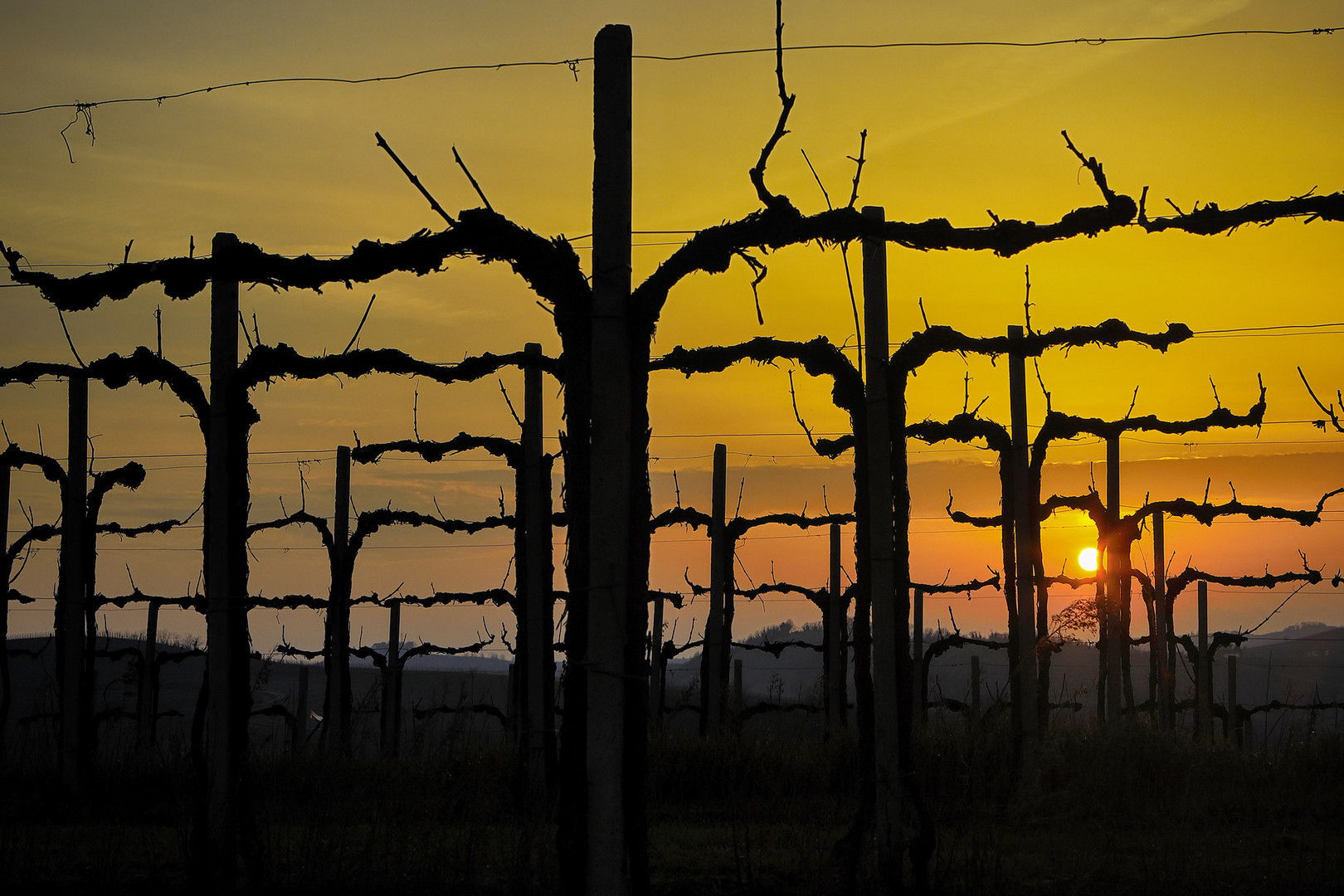 tramonto di vino