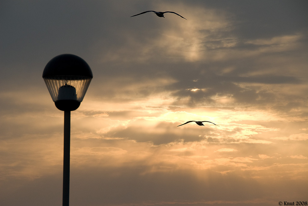 Tramonto e Gabbiani