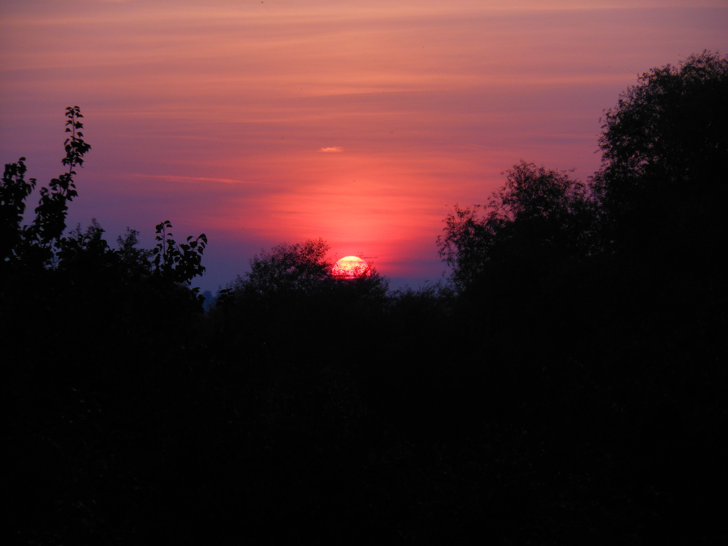 tramonto in bosco