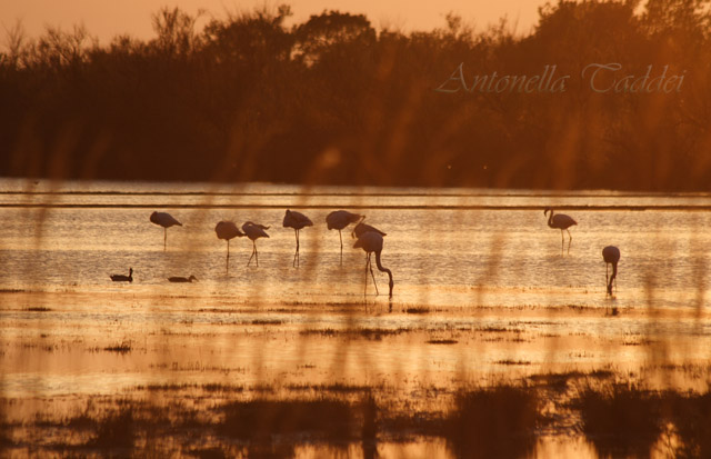 Tramonto in Camargue