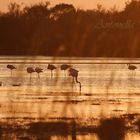 Tramonto in Camargue