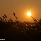 Tramonto in Camargue