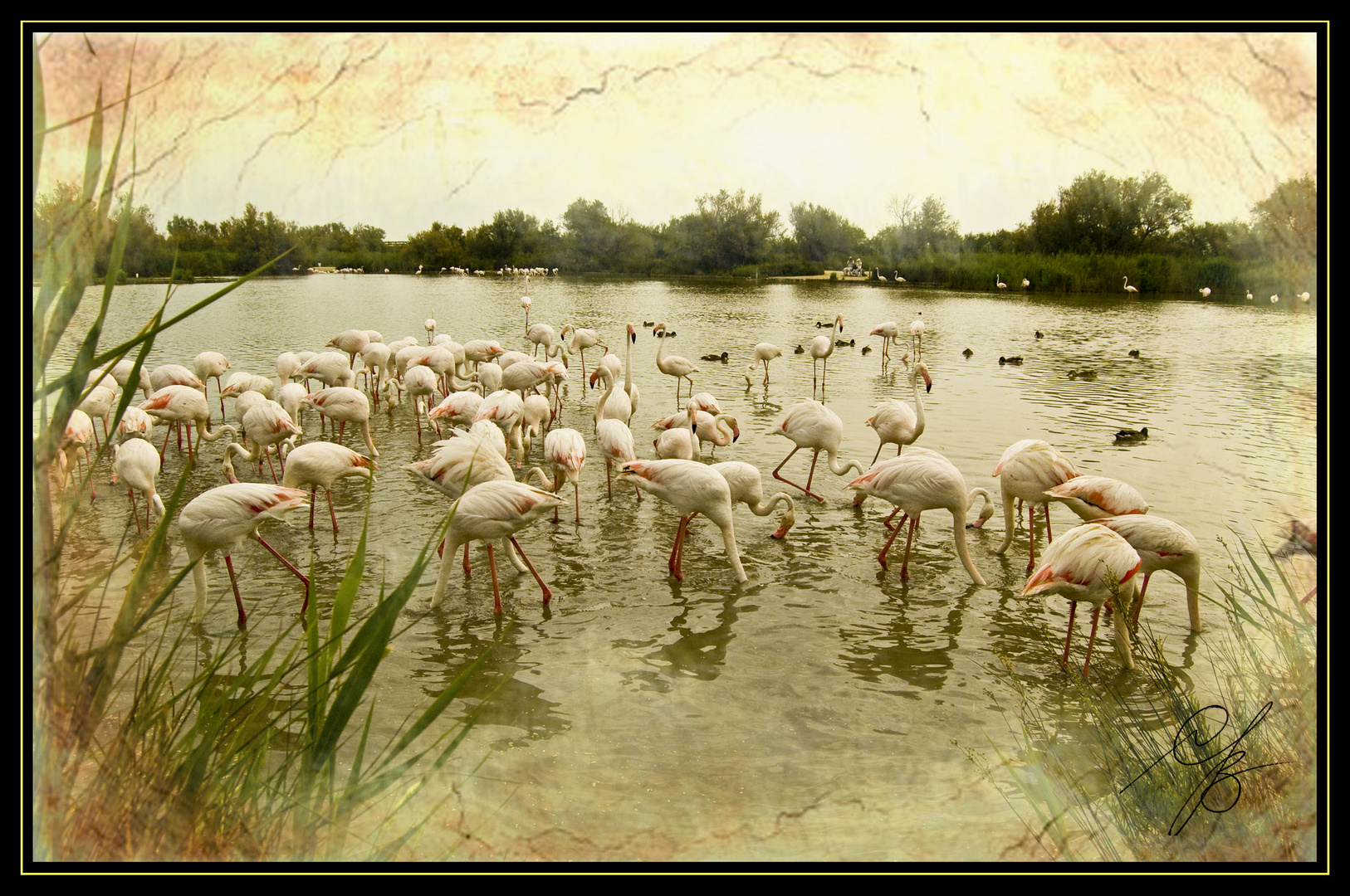 Tramonto in Camargue