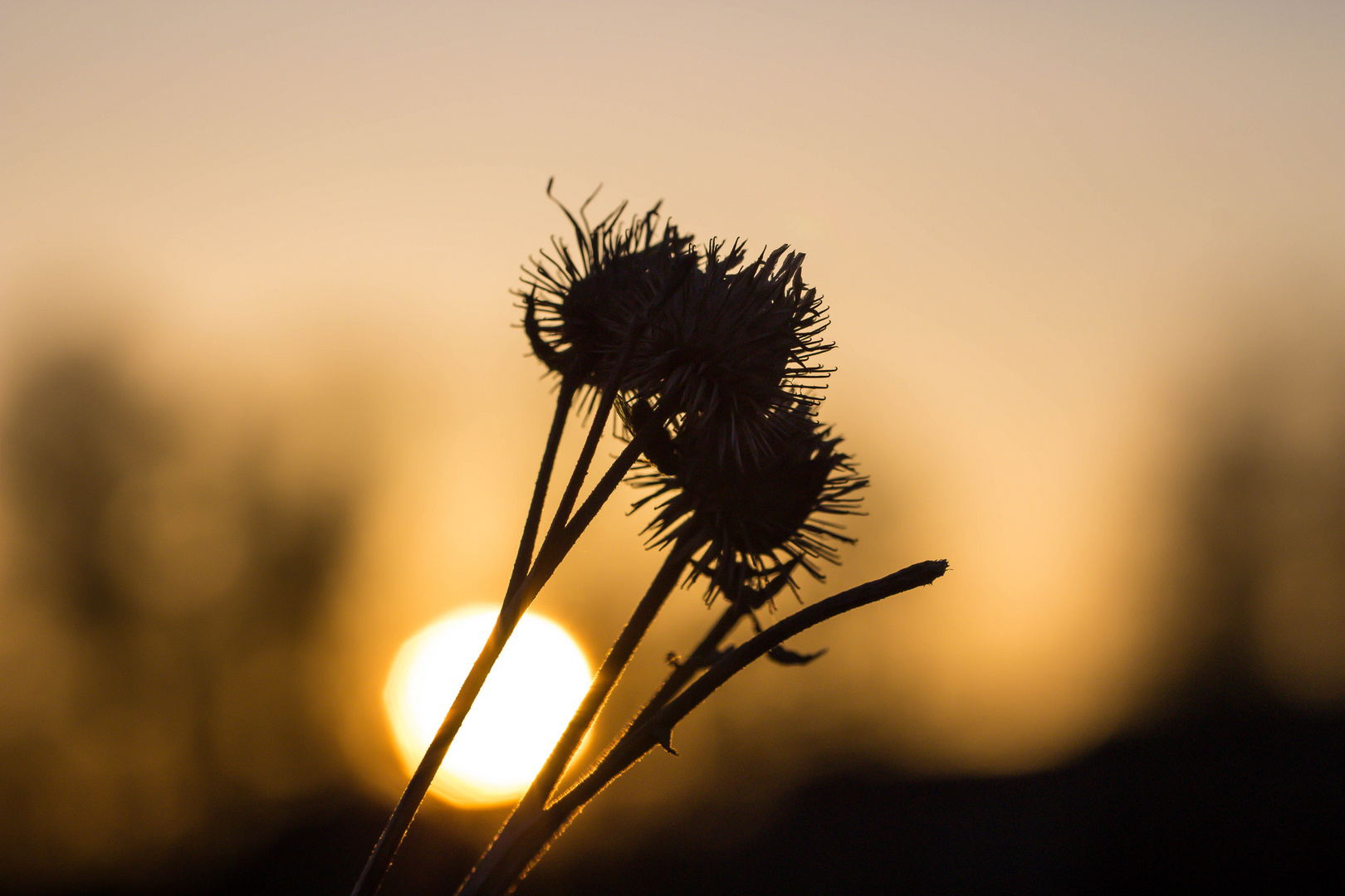 tramonto in campagna