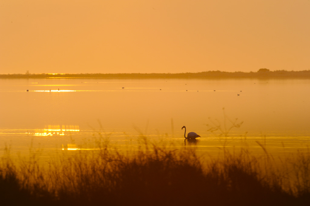 Tramonto in laguna