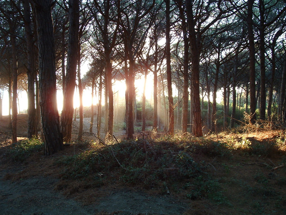 Tramonto in Pineta