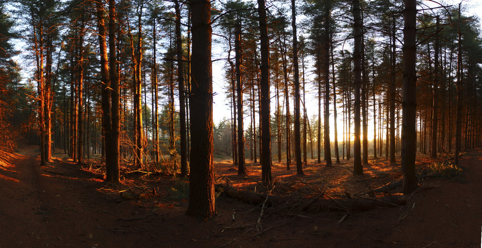 Tramonto in pineta, Parco Naturale dei Lagoni di Mercurago, febbraio 2012