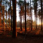 Tramonto in pineta, Parco Naturale dei Lagoni di Mercurago, febbraio 2012