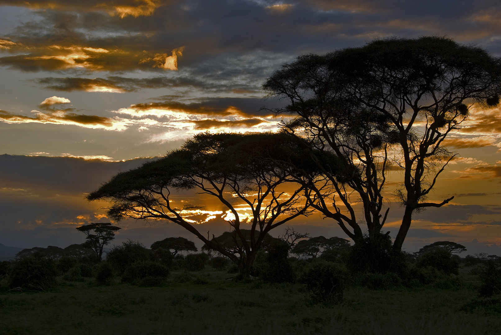 Tramonto in savana