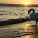 tramonto Lago di Bolsena