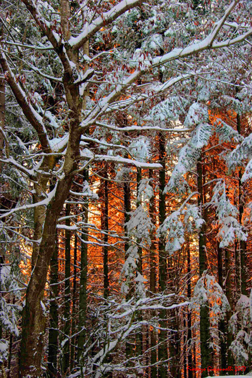 Tramonto N°2 Foresta Acquerino (PT)