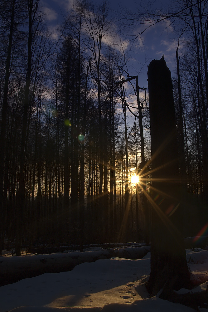 Tramonto nel bosco di Michele Ballerini 