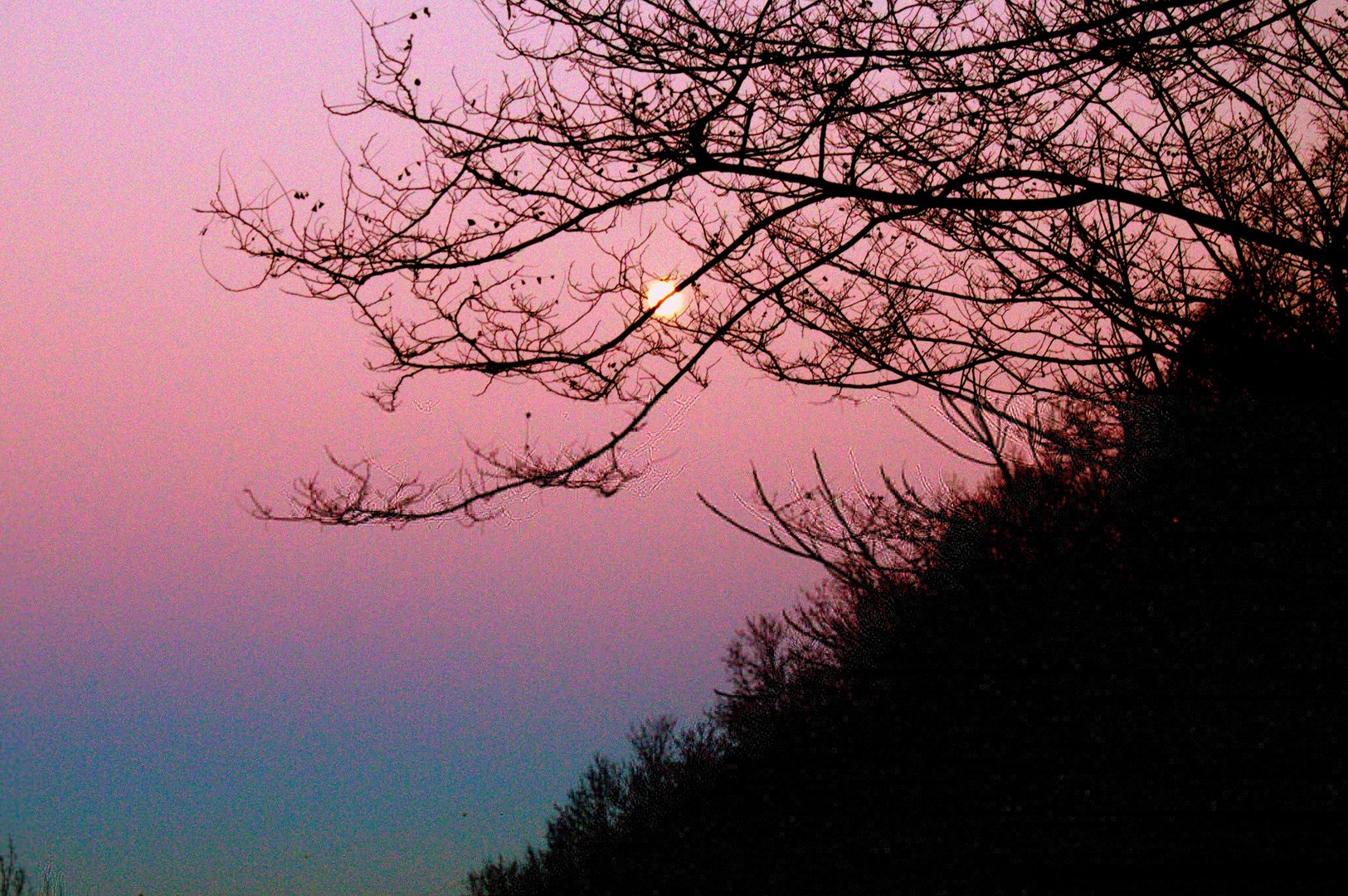 Tramonto nel bosco