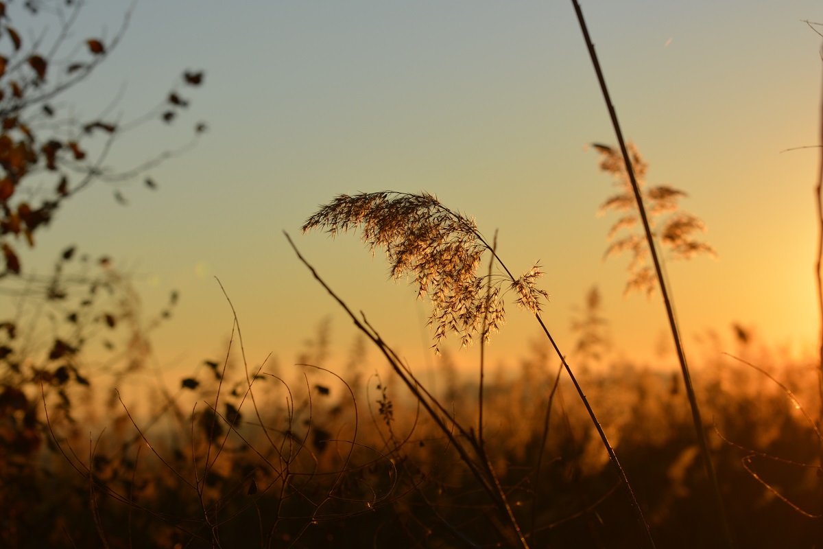 Tramonto nel canneto