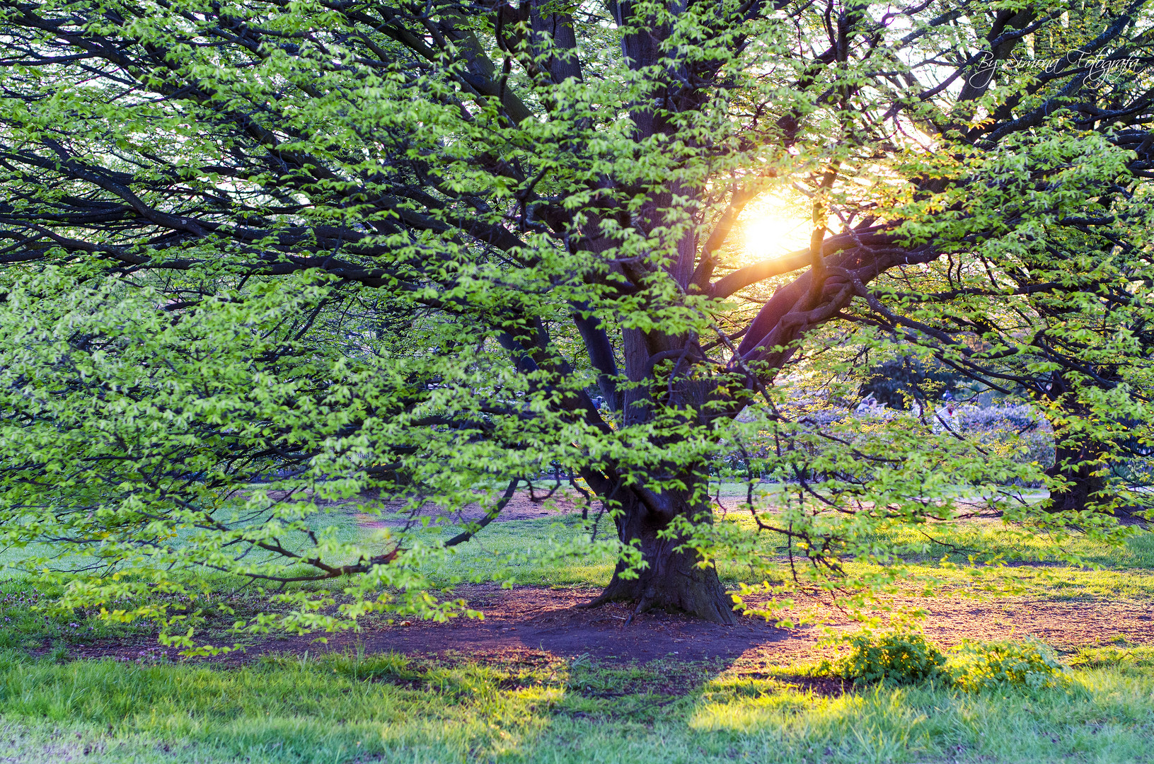 Tramonto nel parco di Londra.