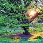 Tramonto nel parco di Londra.