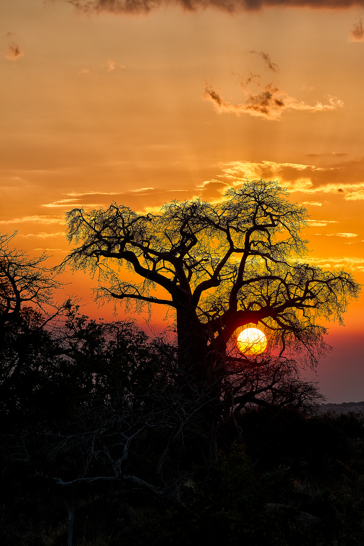 Tramonto nel Tarangire