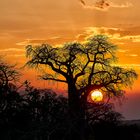 Tramonto nel Tarangire