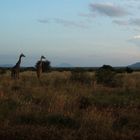 Tramonto nella savana