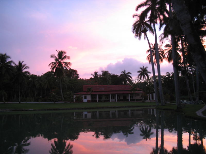 Tramonto rosa su palme cubane