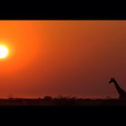 tramonto su Etosha