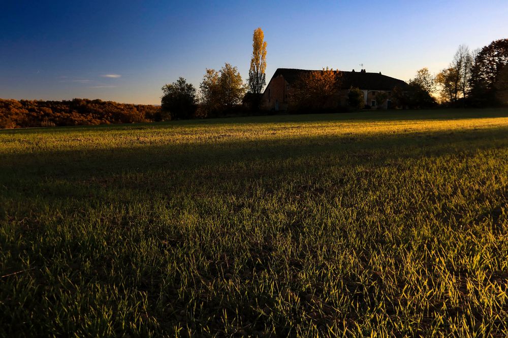 tramonto su grano d'autunno