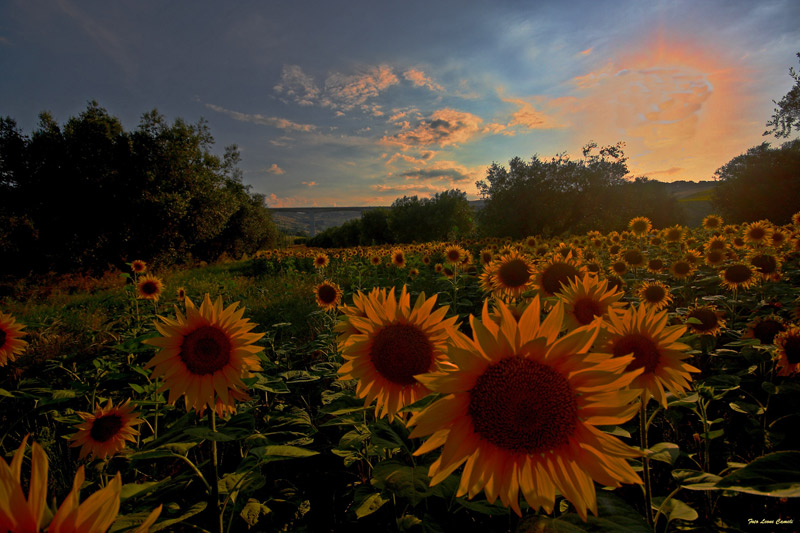 Tramonto su i girasoli