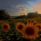 Tramonto su i girasoli