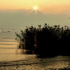 Tramonto sul lago di Garda " il canneto e una papera .. nascosta .."