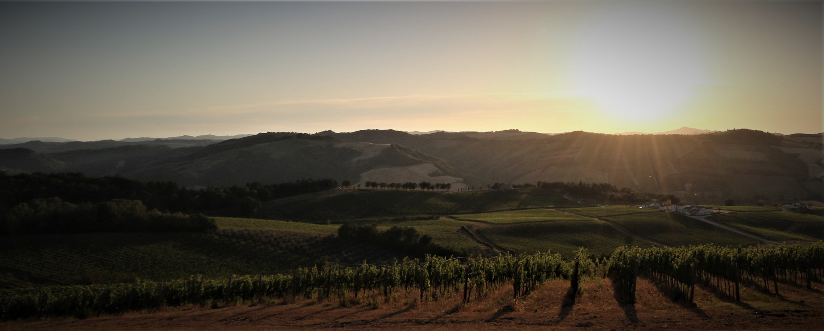 Tramonto sulle vigne