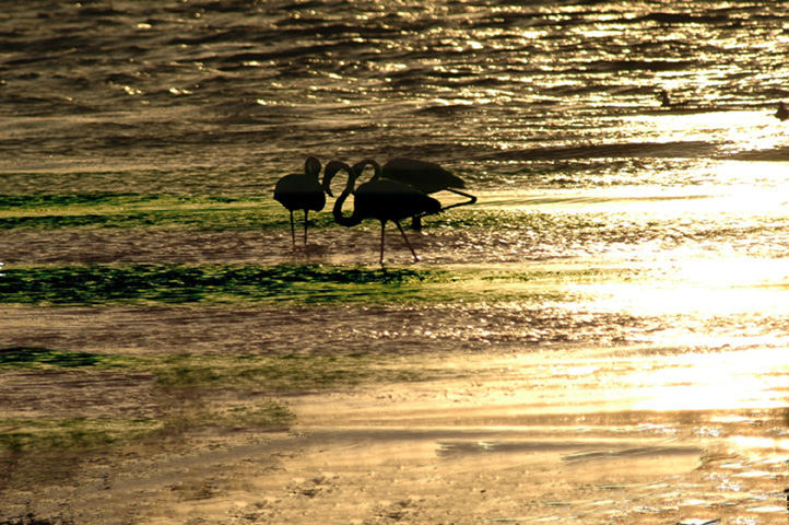 tramonto sullo stagno di Cabras