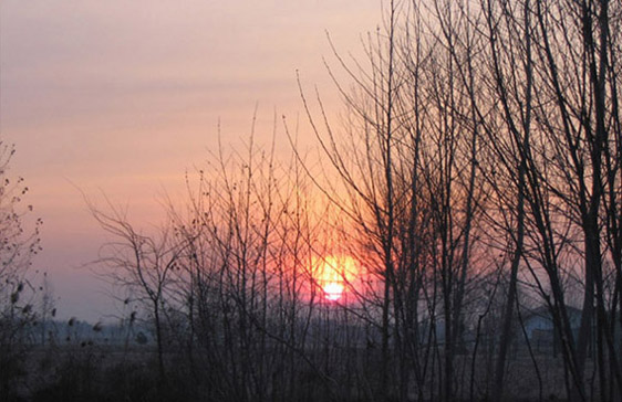 Tramonto tra gli alberi