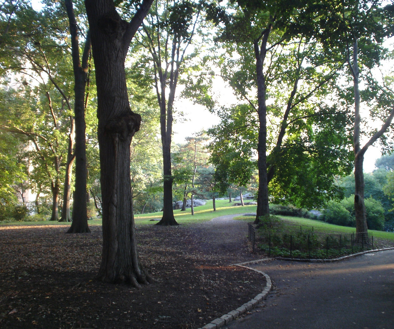 Tramonto tra gli alberi del Central Park, New York