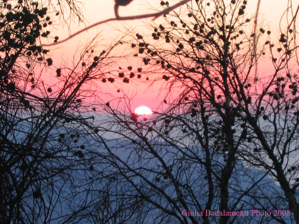 Tramonto tra gli alberi