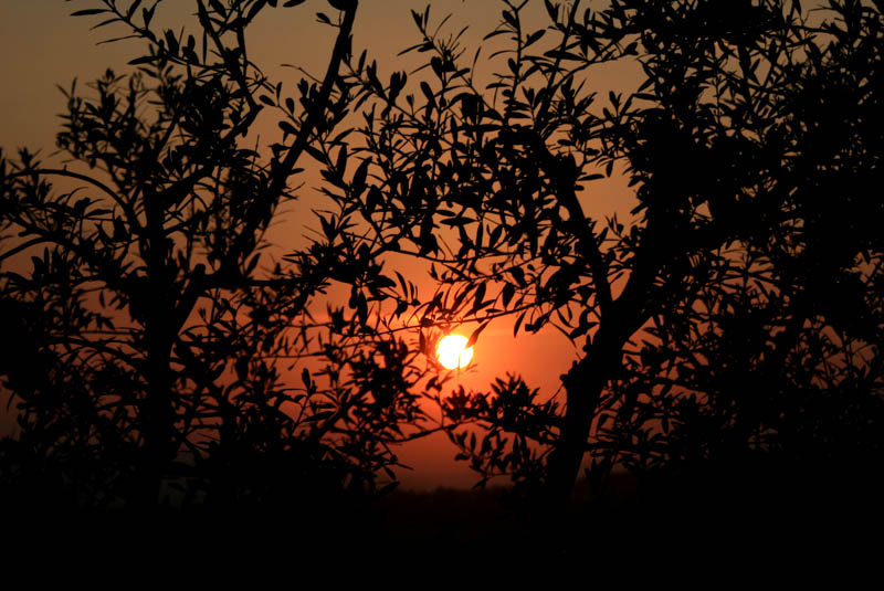 Tramonto tra gli ulivi