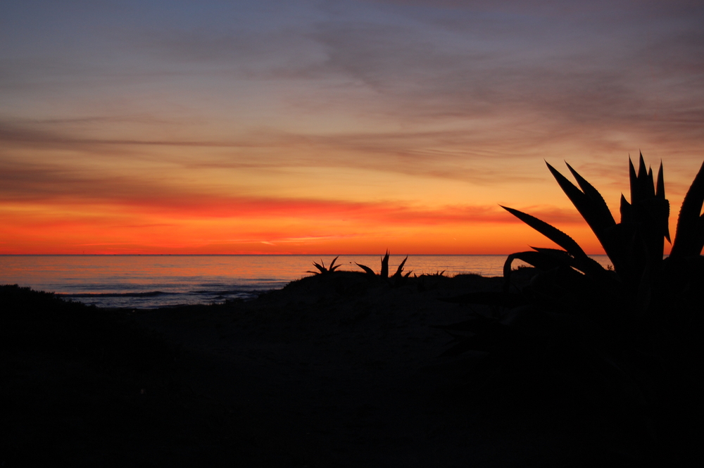 tramonto tra i cactus