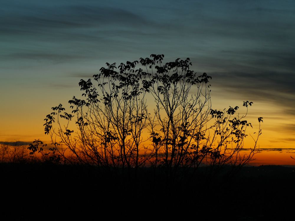 tramonto tra i rami 2