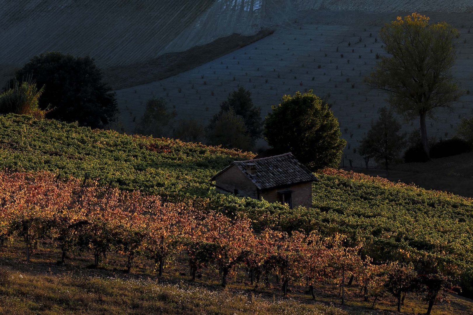 Tramonto tra i vigneti (2)