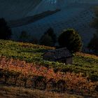 Tramonto tra i vigneti (2)