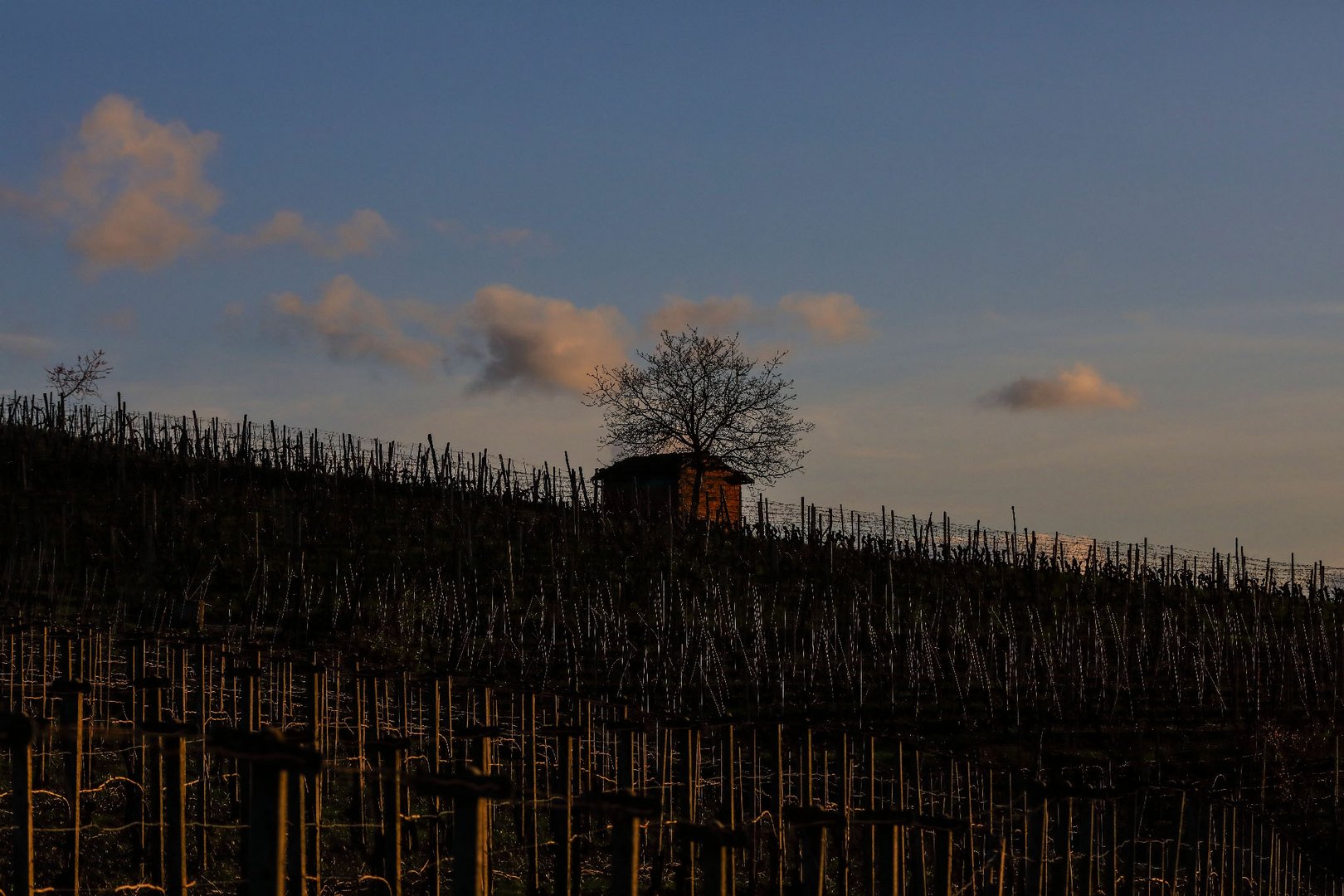 tramonto tra i vigneti