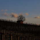 tramonto tra i vigneti