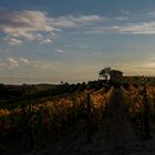 tramonto tra i vigneti