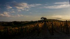 tramonto tra i vigneti