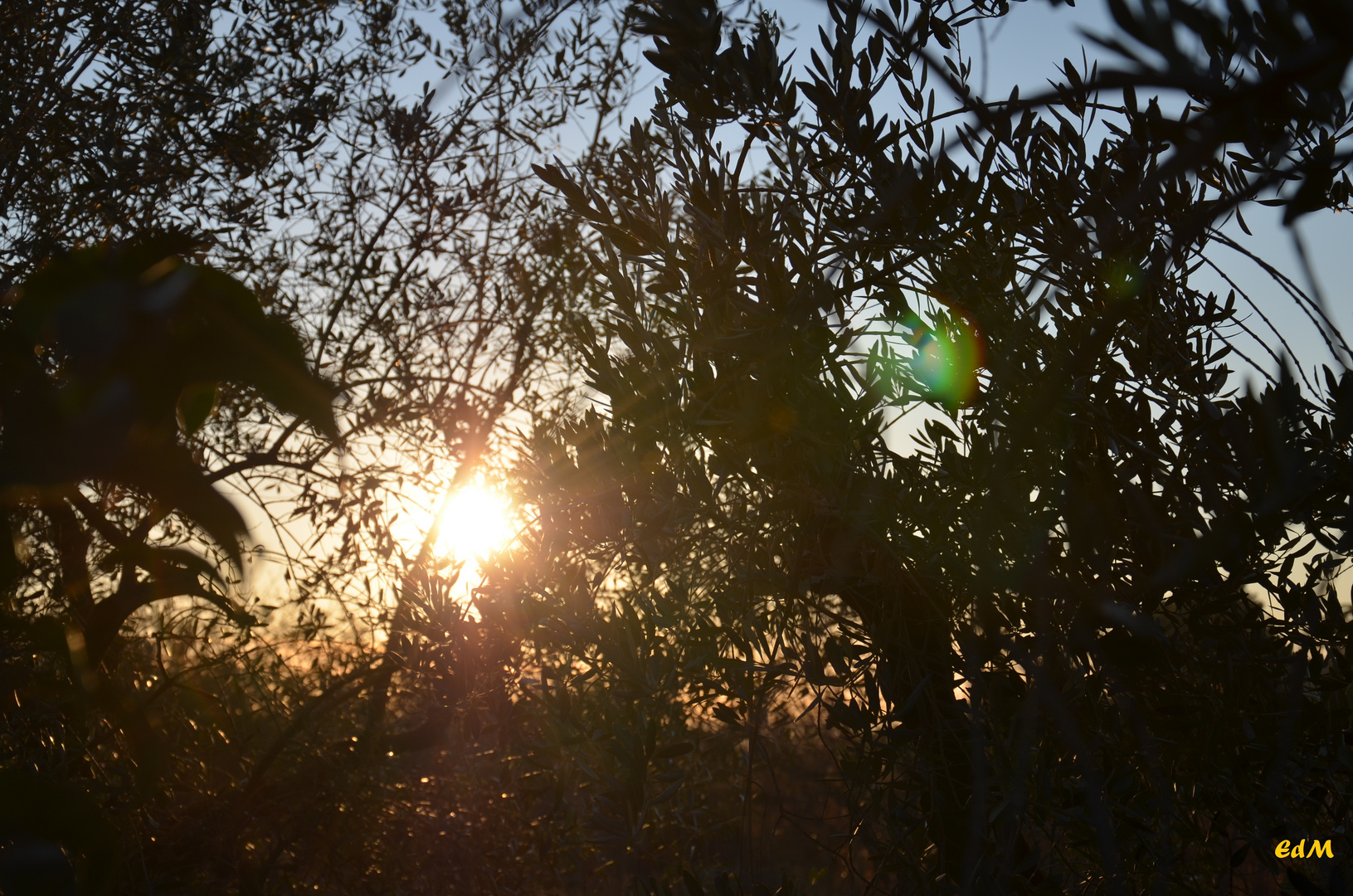 tramonto tra le fronde