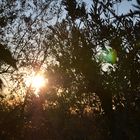 tramonto tra le fronde