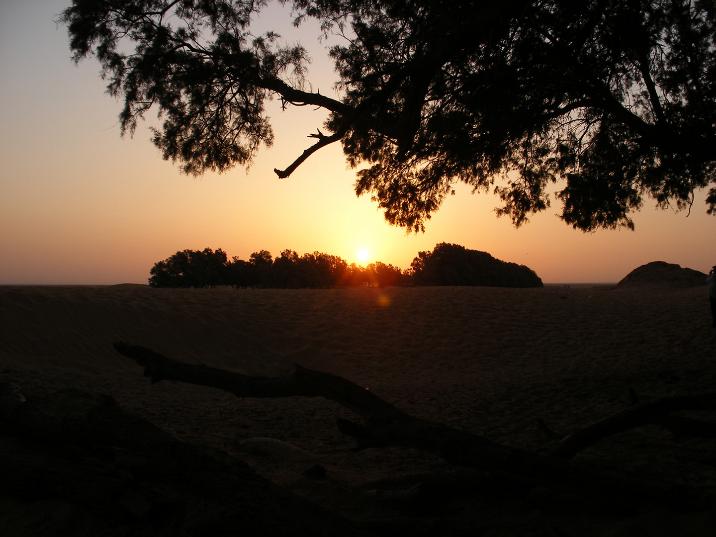 Tramonto tra le piante